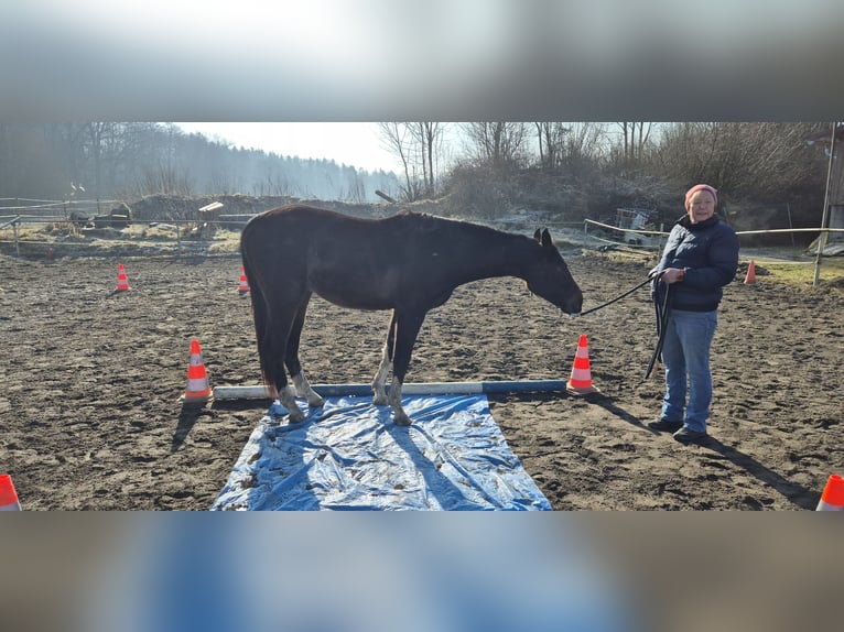 Baden Wuerttemberg Gelding 3 years 16 hh Bay-Dark in Ulm