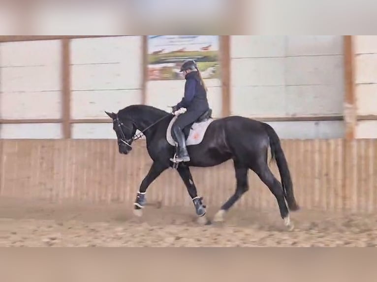 Baden Wuerttemberg Gelding 3 years 17 hh Black in Bad Dürrheim