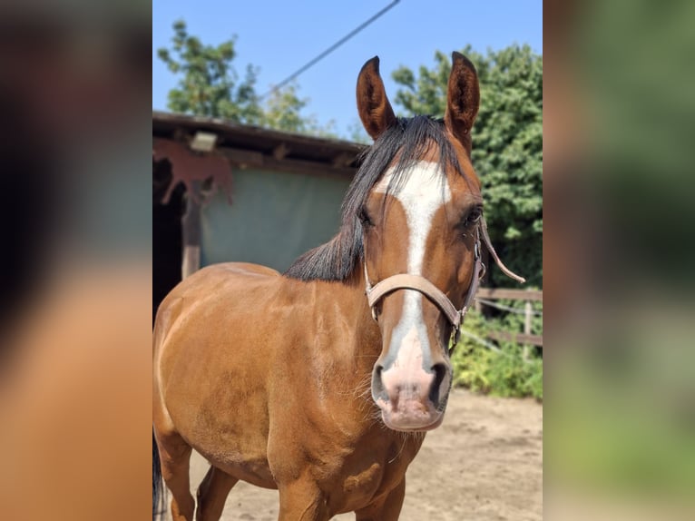 Baden Wuerttemberg Gelding 4 years 14,1 hh Brown-Light in Bickendorf