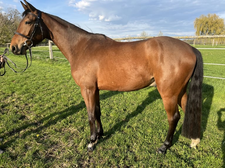 Baden Wuerttemberg Gelding 4 years 15.2 hh Brown in Crailsheim
