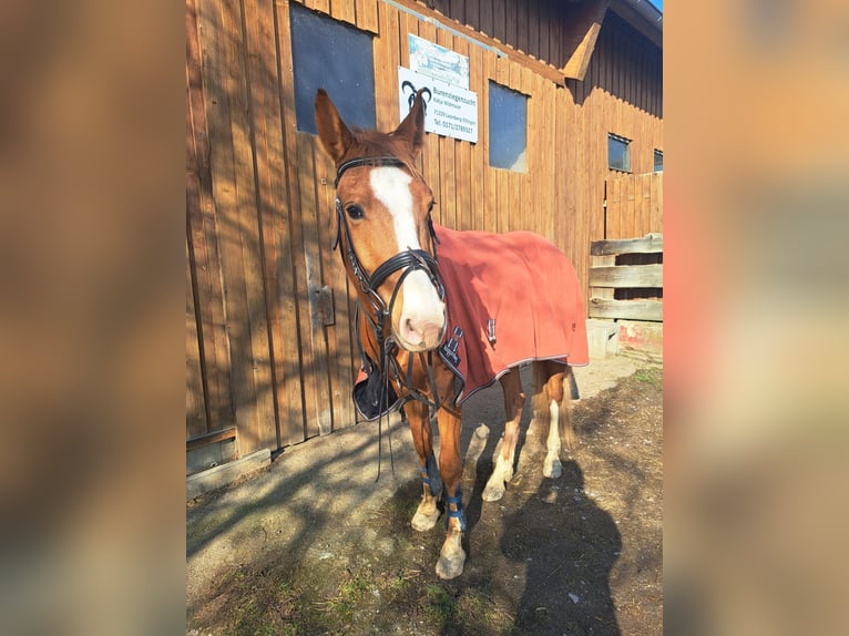 Baden Wuerttemberg Gelding 4 years 15,2 hh Chestnut-Red in Leonberg