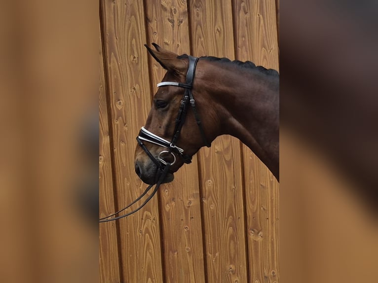 Baden Wuerttemberg Gelding 4 years 16,1 hh Brown in Stoetze