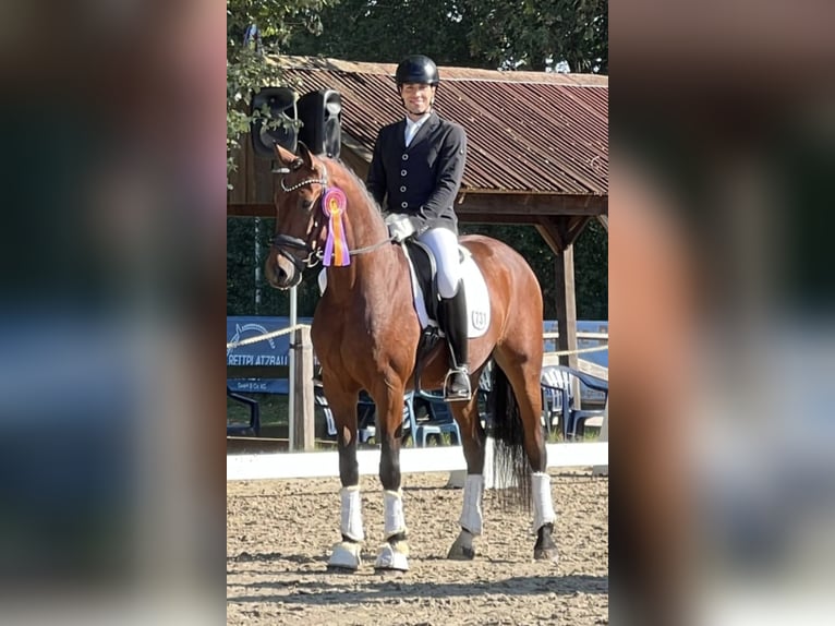 Baden Wuerttemberg Gelding 4 years 16,1 hh Brown in Stoetze