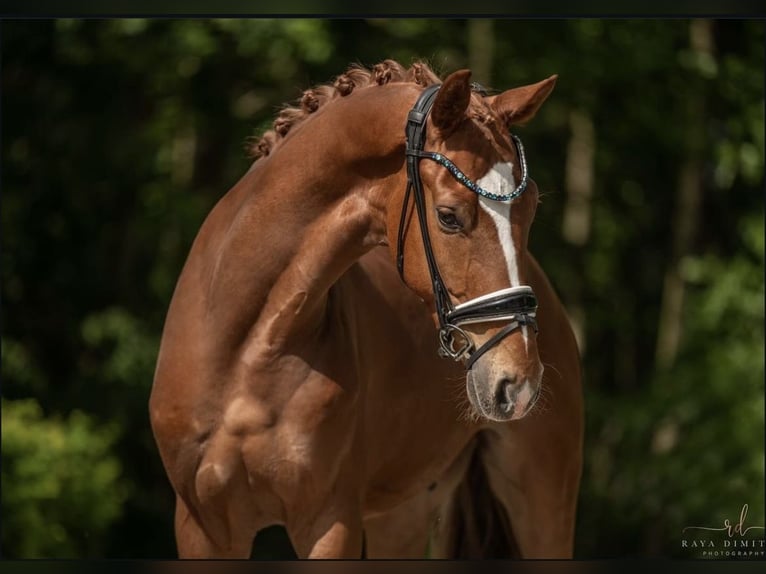 Baden Wuerttemberg Gelding 4 years 16,1 hh Chestnut-Red in Hayingen