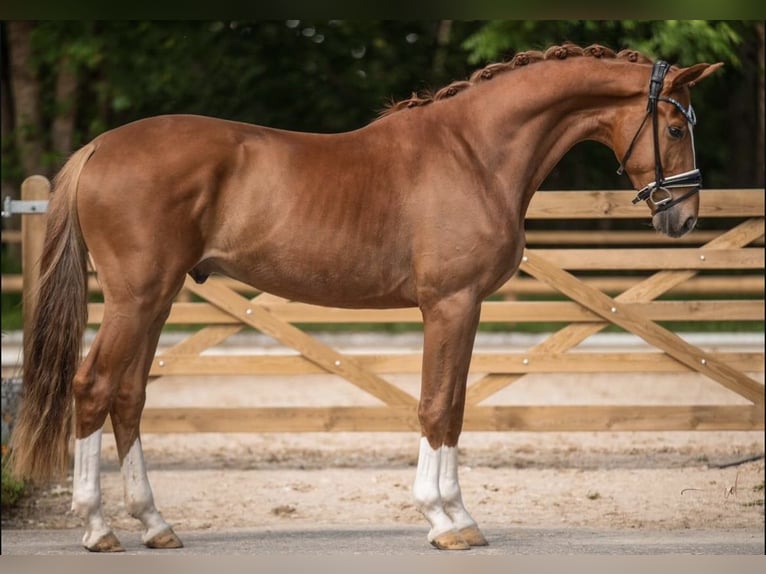 Baden Wuerttemberg Gelding 4 years 16,1 hh Chestnut-Red in Hayingen