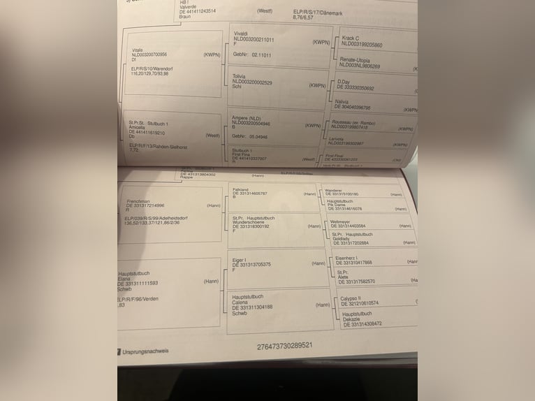 Baden Wuerttemberg Gelding 4 years 16,2 hh Brown in Pelmberg