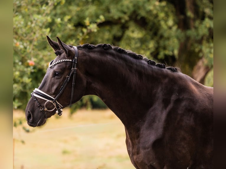 Baden Wuerttemberg Gelding 4 years 16.3 hh Smoky-Black in Gleichen