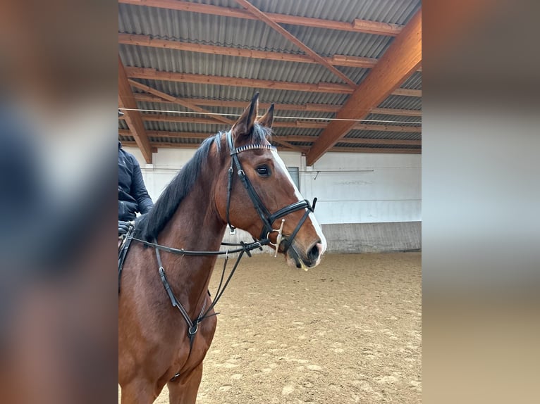 Baden Wuerttemberg Gelding 4 years 16 hh Brown in Neustadt an der Aisch