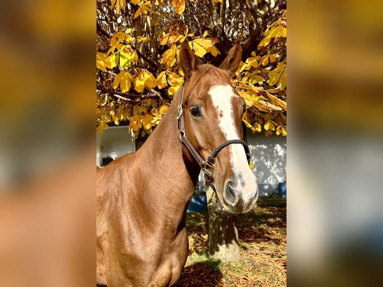 Baden Wuerttemberg Gelding 4 years 16 hh Chestnut-Red in Unterseen