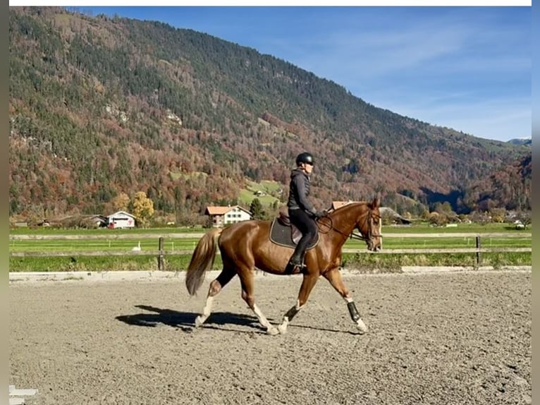 Baden Wuerttemberg Gelding 4 years 16 hh Chestnut-Red in Unterseen