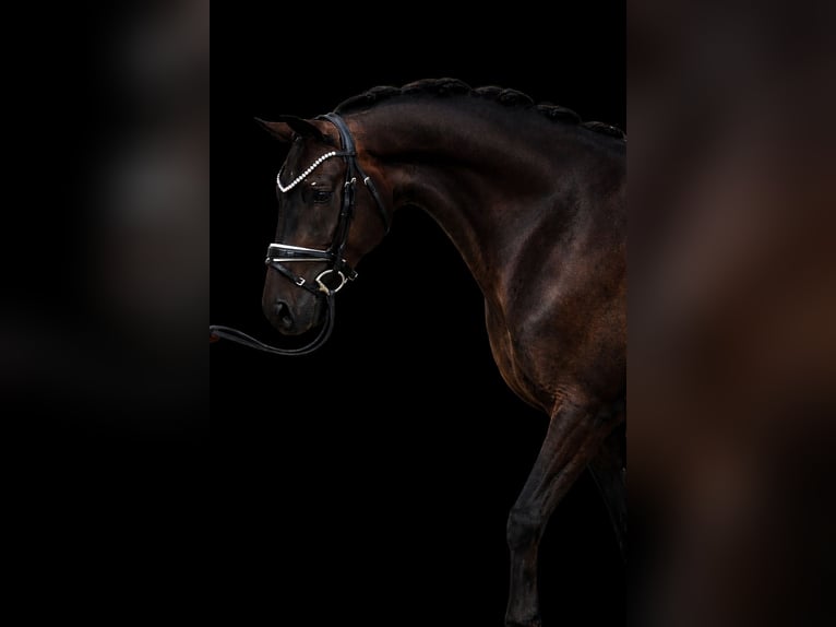 Baden Wuerttemberg Gelding 4 years 16,1 hh Bay-Dark in Trochtelfingen