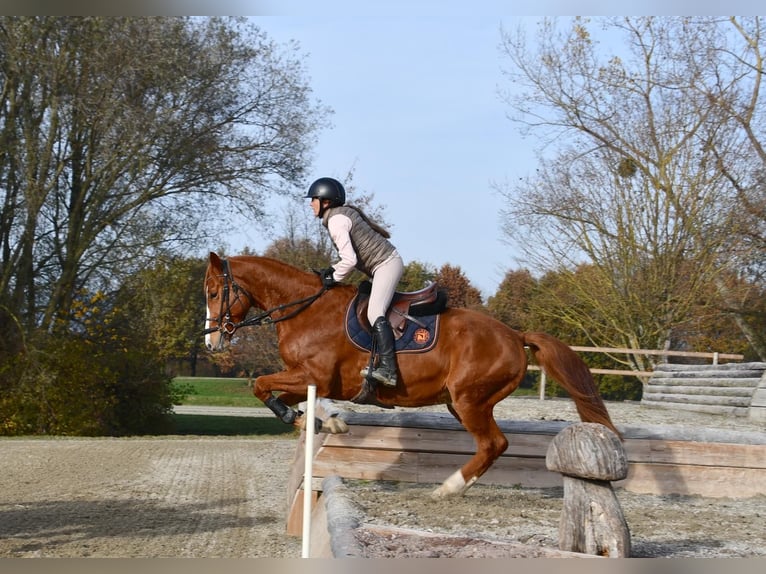 Baden Wuerttemberg Gelding 4 years 16,2 hh Chestnut-Red in Unterseen