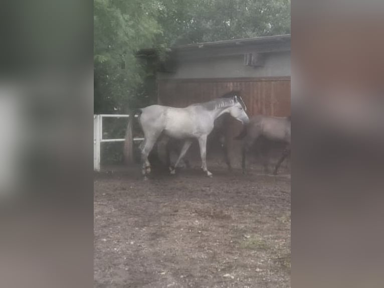 Baden Wuerttemberg Gelding 4 years 16,2 hh Grey in Illertissen