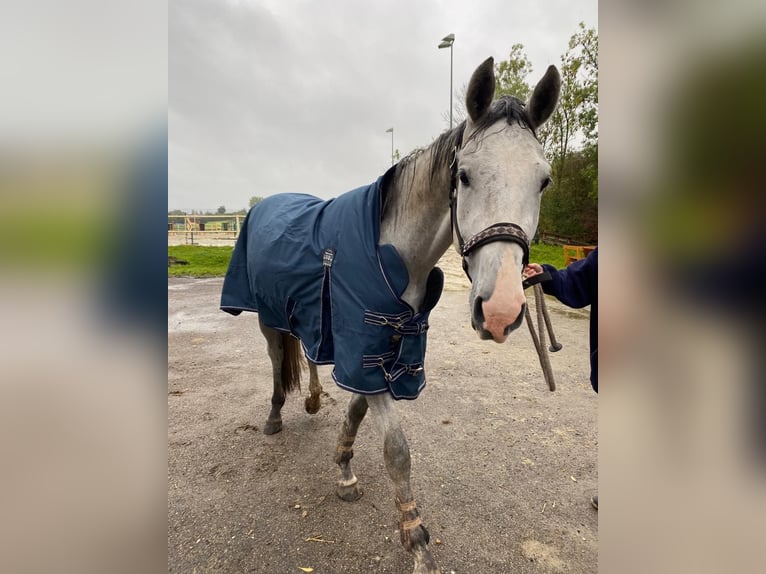 Baden Wuerttemberg Gelding 4 years 16,2 hh Grey in Illertissen