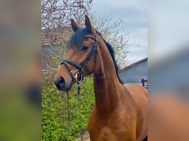 Baden Wuerttemberg Gelding 4 years 17 hh Brown in Hamburg