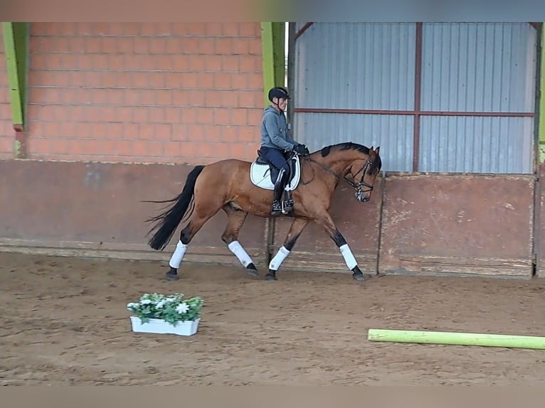 Baden Wuerttemberg Gelding 4 years 17 hh Brown in Hamburg