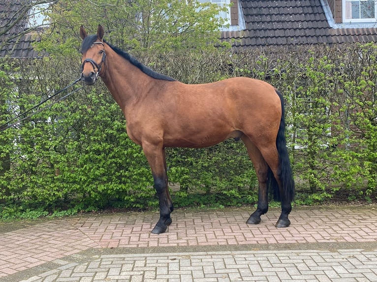 Baden Wuerttemberg Gelding 4 years 17 hh Brown in Hamburg