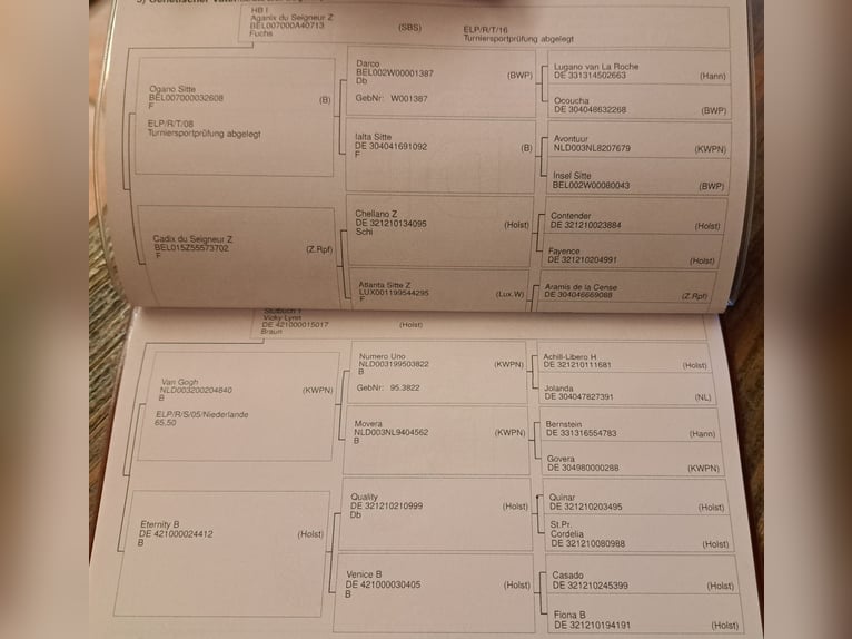 Baden Wuerttemberg Gelding 5 years 15,3 hh Brown in Windhaag/ Perg