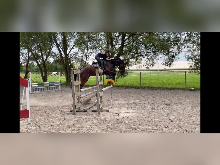 Baden Wuerttemberg Gelding 5 years 16,1 hh Bay-Dark in Schrozberg