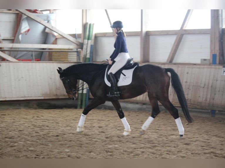 Baden Wuerttemberg Gelding 5 years 16,1 hh Bay-Dark in Schrozberg