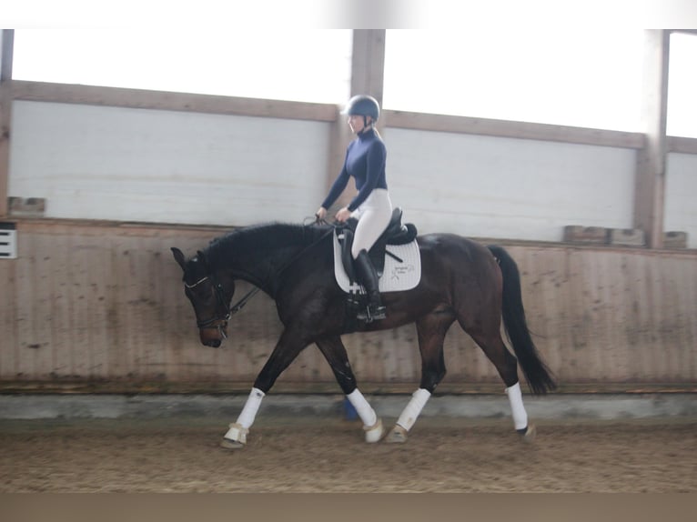 Baden Wuerttemberg Gelding 5 years 16,1 hh Bay-Dark in Schrozberg