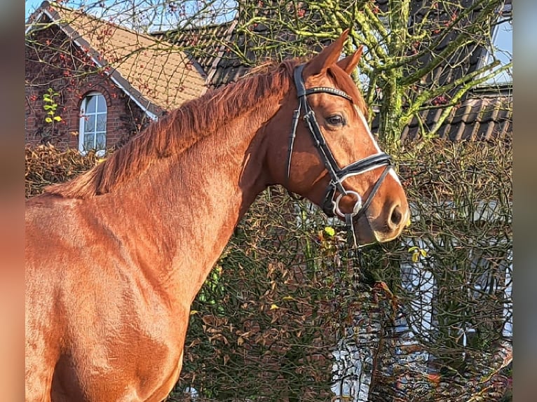 Baden Wuerttemberg Gelding 5 years 16,1 hh Chestnut-Red in Hamburg