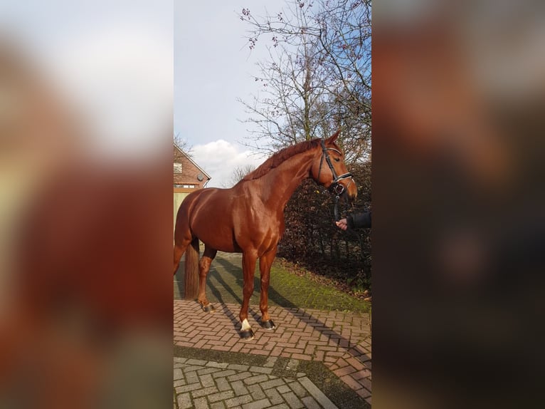 Baden Wuerttemberg Gelding 5 years 16,1 hh Chestnut-Red in Hamburg