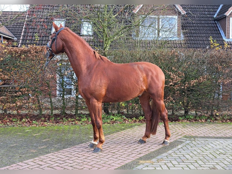 Baden Wuerttemberg Gelding 5 years 16,1 hh Chestnut-Red in Hamburg