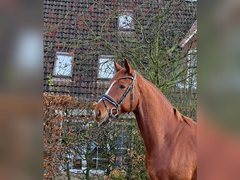 Baden Wuerttemberg Gelding 5 years 16,1 hh Chestnut-Red in Hamburg