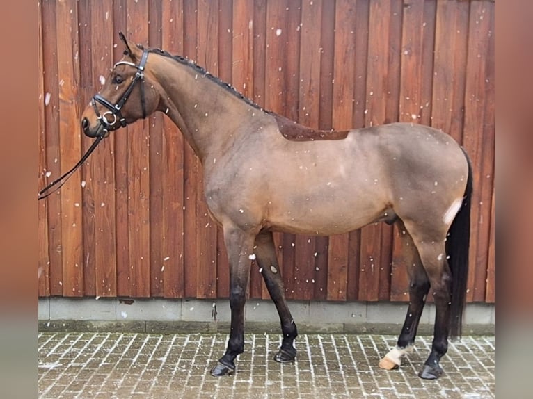 Baden Wuerttemberg Gelding 5 years 16.2 hh Brown in Stoetze