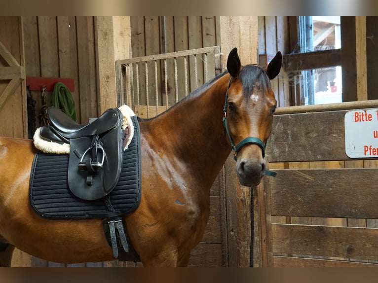 Baden Wuerttemberg Gelding 5 years 16 hh Brown in Gengenbach