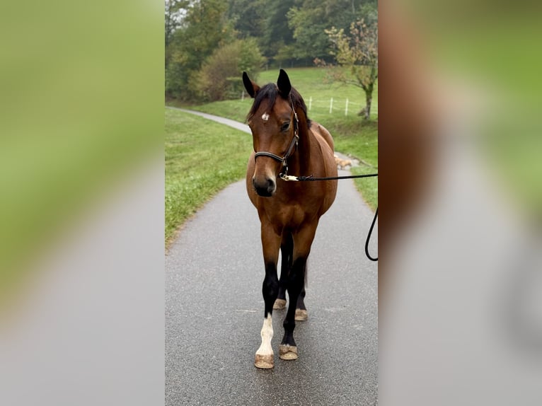 Baden Wuerttemberg Gelding 5 years 16 hh Brown in Gengenbach