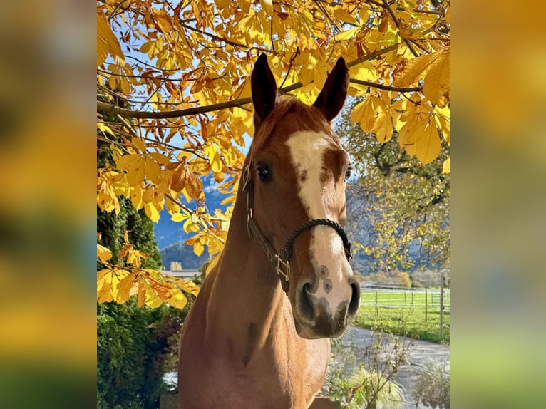 Baden Wuerttemberg Gelding 5 years 16 hh Chestnut-Red in Unterseen