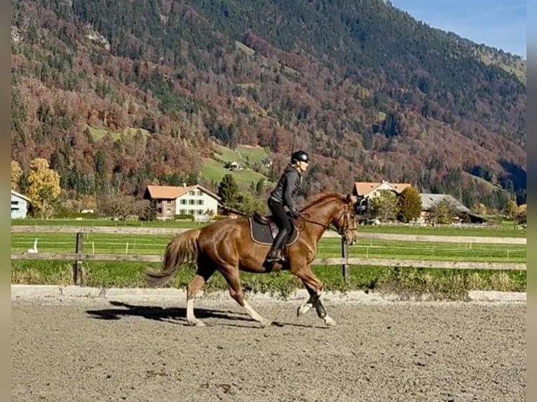 Baden Wuerttemberg Gelding 5 years 16 hh Chestnut-Red in Unterseen