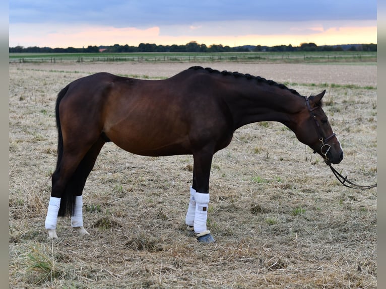 Baden Wuerttemberg Gelding 5 years 16 hh in Geilenkirchen