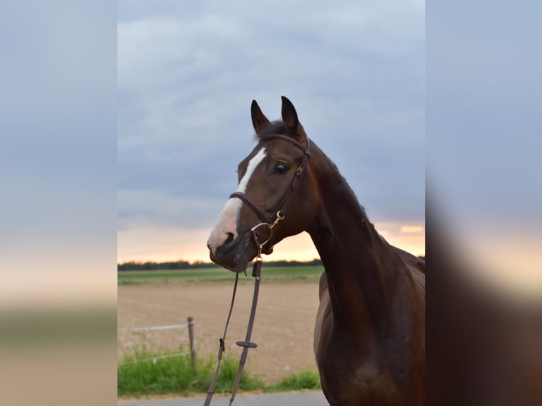 Baden Wuerttemberg Gelding 5 years 16 hh in Geilenkirchen