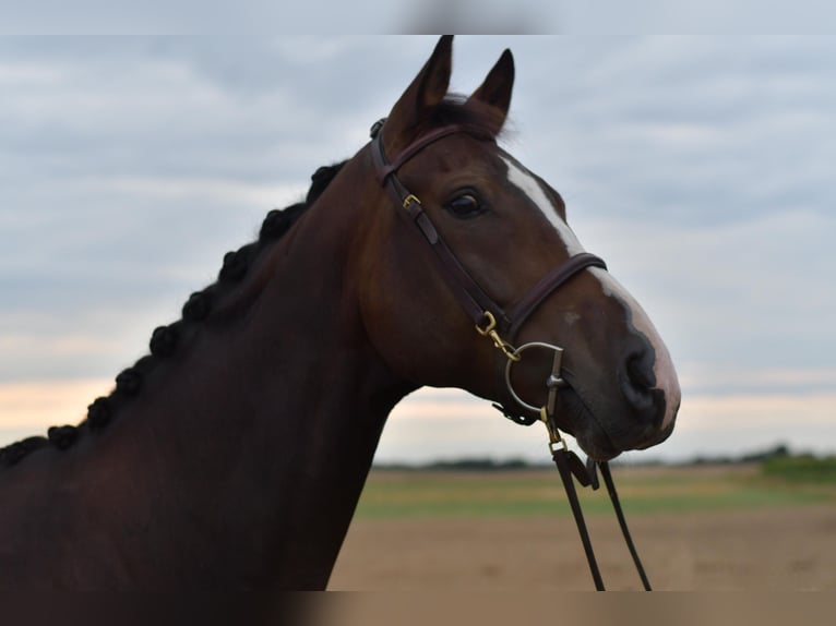 Baden Wuerttemberg Gelding 5 years 16 hh in Geilenkirchen