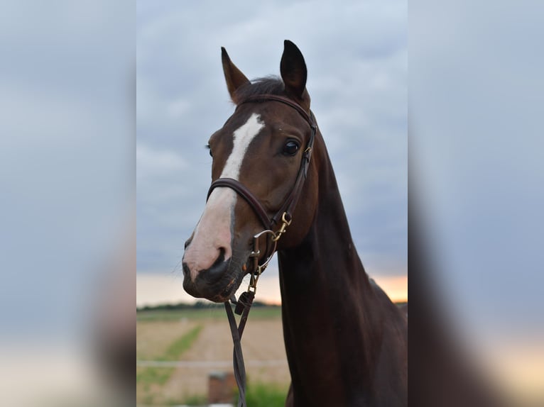 Baden Wuerttemberg Gelding 5 years 16 hh in Geilenkirchen
