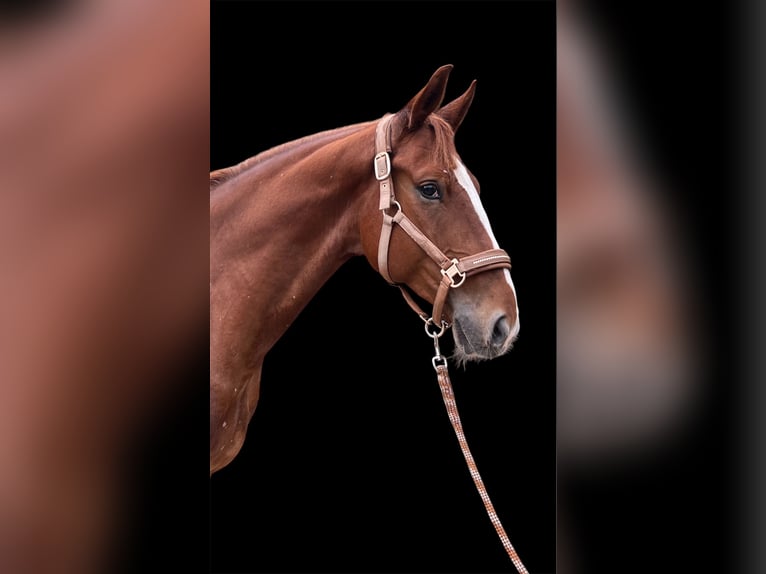 Baden Wuerttemberg Gelding 5 years 16,1 hh Chestnut-Red in Oberhausen-Rheinhausen