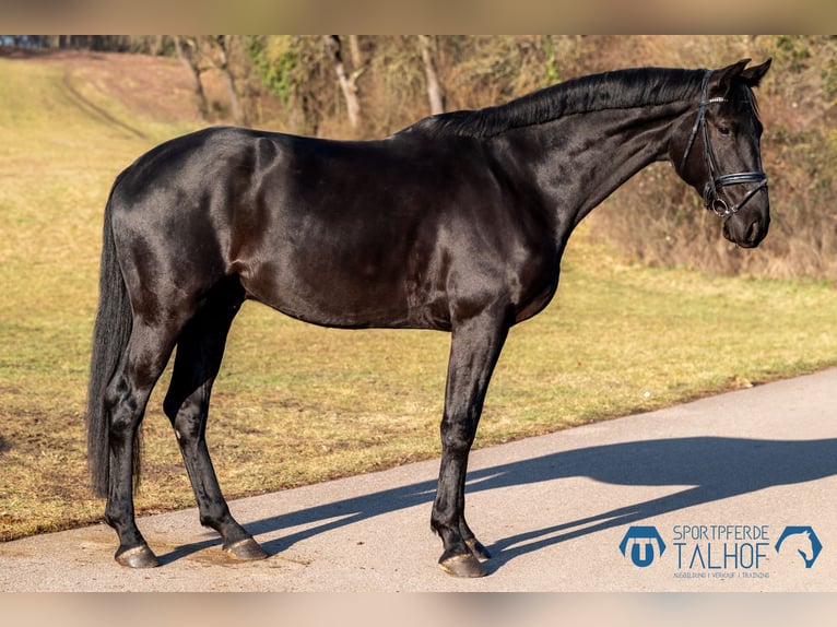 Baden Wuerttemberg Gelding 5 years 18 hh Black in Korntal-Münchingen