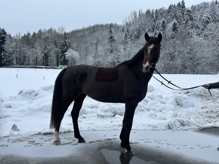 Baden Wuerttemberg Gelding 5 years Bay-Dark in Wangen im AllgäuWangen