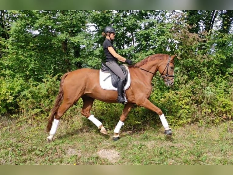 Baden Wuerttemberg Gelding 6 years 16,2 hh Chestnut-Red in Murrhardt