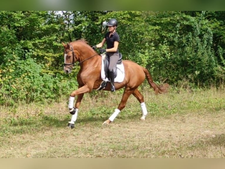 Baden Wuerttemberg Gelding 6 years 16,2 hh Chestnut-Red in Murrhardt