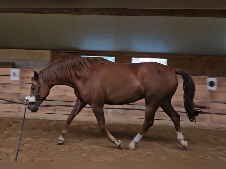Baden Wuerttemberg Gelding 6 years 17 hh Chestnut in W&#xF6;rthsee