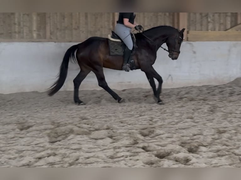 Baden Wuerttemberg Gelding 7 years 16.2 hh Bay-Dark in Marktl