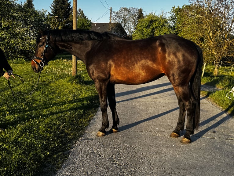 Baden Wuerttemberg Gelding 7 years 16.2 hh Bay-Dark in Marktl