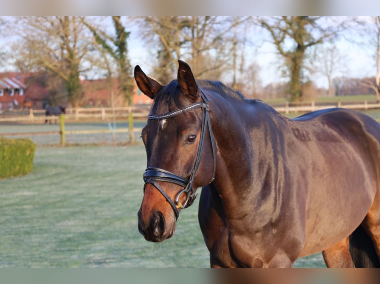 Baden Wuerttemberg Gelding 7 years 16.2 hh Brown in Haftenkamp