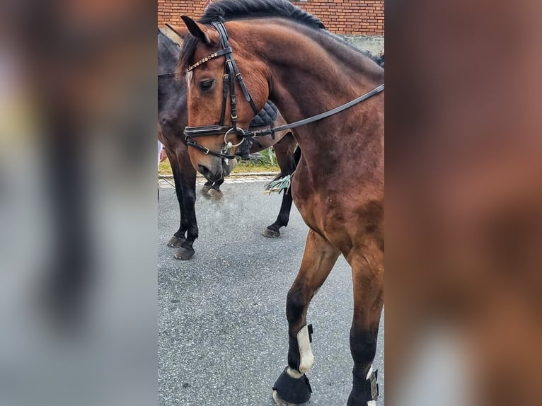 Baden Wuerttemberg Mix Gelding 7 years 16 hh Brown in Lichtenau