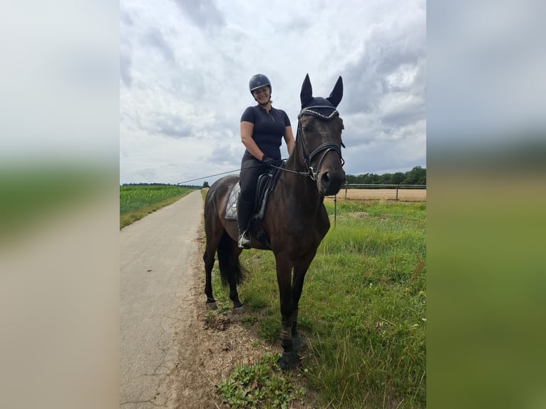 Baden Wuerttemberg Gelding 7 years 16,1 hh Bay-Dark in T&#xFC;bingen