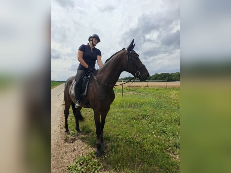 Baden Wuerttemberg Gelding 7 years 16,1 hh Bay-Dark in T&#xFC;bingen
